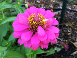 Zinnia elegans pink | 200_Seeds