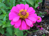 Zinnia elegans pink | 200_Seeds