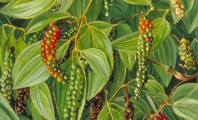 Piper nigrum | Black Pepper Corn