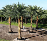Phoenix sylvestris | India Date Palm | 5_Seeds