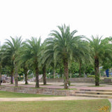 Phoenix sylvestris | India Date Palm | 5_Seeds