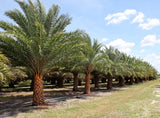Phoenix sylvestris | India Date Palm | 5_Seeds