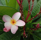Plumeria rubra | Red Frangipani | Nosegay | Pagoda Tree | Temple Flower| 5_Seeds