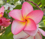 Plumeria rubra | Red Frangipani | Nosegay | Pagoda Tree | Temple Flower| 5_Seeds