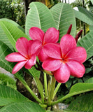 Plumeria rubra | Red Frangipani | Nosegay | Pagoda Tree | Temple Flower| 5_Seeds