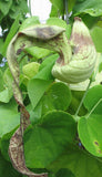 Aristolochia pohliana x galatea F2 | 100_Seeds