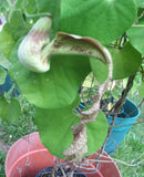Aristolochia pohliana x galatea F2 | 100_Seeds