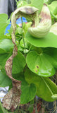 Aristolochia pohliana x galatea F2 | 100_Seeds