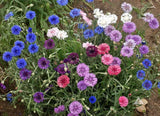 Centaurea cyanus Polka Dot Mix | Bachelors Button | Cornflower | 20_Seeds