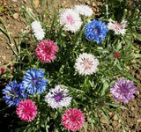 Centaurea cyanus Polka Dot Mix | Bachelors Button | Cornflower | 20_Seeds