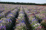 Centaurea cyanus Polka Dot Mix | Bachelors Button | Cornflower | 20_Seeds