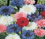 Centaurea cyanus Polka Dot Mix | Bachelors Button | Cornflower | 20_Seeds