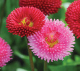 Bellis perennis Super Enorma Rose | Bruisewort | 100_Seeds