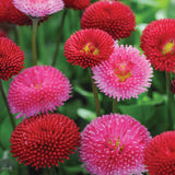 Bellis perennis Super Enorma Rose | Bruisewort | 100_Seeds
