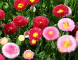 Bellis perennis Super Enorma Rose | Bruisewort | 100_Seeds