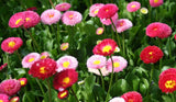Bellis perennis Super Enorma Rose | Bruisewort | 100_Seeds