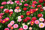 Bellis perennis Super Enorma Rose | Bruisewort | 100_Seeds