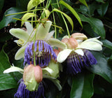 Passiflora popenovii | Granadilla de Quijos | 5_Seeds