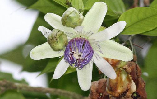 Grafted Passionfruit: A Garden Destroyer