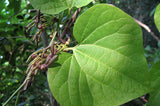 Aristolochia pothieri | 10_Seeds