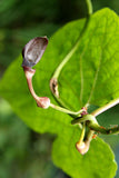 Aristolochia pothieri | 10_Seeds