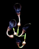 Aristolochia pothieri | 10_Seeds