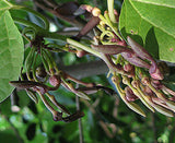 Aristolochia pothieri | 10_Seeds