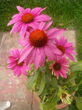 Echinacea purpurea PowWow Wild Berry | Eastern Purple Coneflower | 10_Seeds