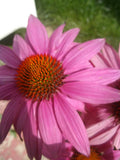 Echinacea purpurea PowWow Wild Berry | Eastern Purple Coneflower | 10_Seeds