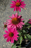 Echinacea purpurea PowWow Wild Berry | Eastern Purple Coneflower | 10_Seeds