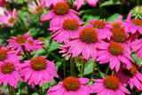 Echinacea purpurea PowWow Wild Berry | Eastern Purple Coneflower | 10_Seeds