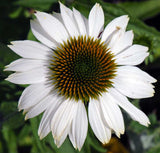Echinacea purpurea PowWow White | Eastern White Coneflower | 10_Seeds