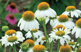 Echinacea purpurea PowWow White | Eastern White Coneflower | 10_Seeds
