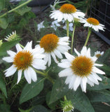 Echinacea purpurea PowWow White | Eastern White Coneflower | 10_Seeds