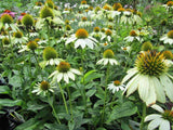 Echinacea purpurea PowWow White | Eastern White Coneflower | 10_Seeds