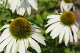 Echinacea purpurea PowWow White | Eastern White Coneflower | 10_Seeds