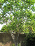 Zanthoxylum clava-herculis | Hercules Club | Prickly Ash | 20_Seeds
