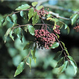 Zanthoxylum clava-herculis | Hercules Club | Prickly Ash | 20_Seeds