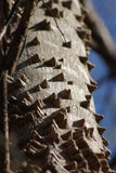 Zanthoxylum clava-herculis | Hercules Club | Prickly Ash | 20_Seeds