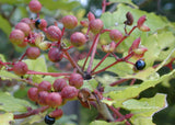 Zanthoxylum clava-herculis | Hercules Club | Prickly Ash | 20_Seeds