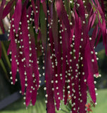 Pseudorhipsalis ramulosa | Red Rhipsalis | Mistletoe Cactus | 20_Seeds