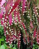 Pseudorhipsalis ramulosa | Red Rhipsalis | Mistletoe Cactus | 20_Seeds