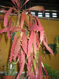 Pseudorhipsalis ramulosa | Red Rhipsalis | Mistletoe Cactus | 20_Seeds