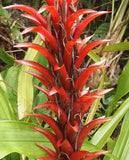 Pitcairnia squarrosa colorata | 10_Seeds