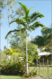 Ptychosperma elegans | Elegant Solitaire Palm | 10_Seeds