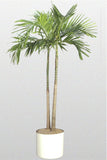 Ptychosperma elegans | Elegant Solitaire Palm | 10_Seeds