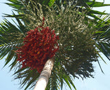 Ptychosperma elegans | Elegant Solitaire Palm | 10_Seeds