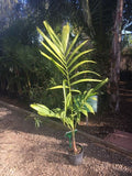 Ptychosperma elegans | Elegant Solitaire Palm | 10_Seeds