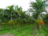 Ptychosperma elegans | Elegant Solitaire Palm | 10_Seeds