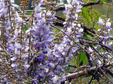 Pueraria tuberosa | Indian and Nepalese kudzu | 5_Seeds